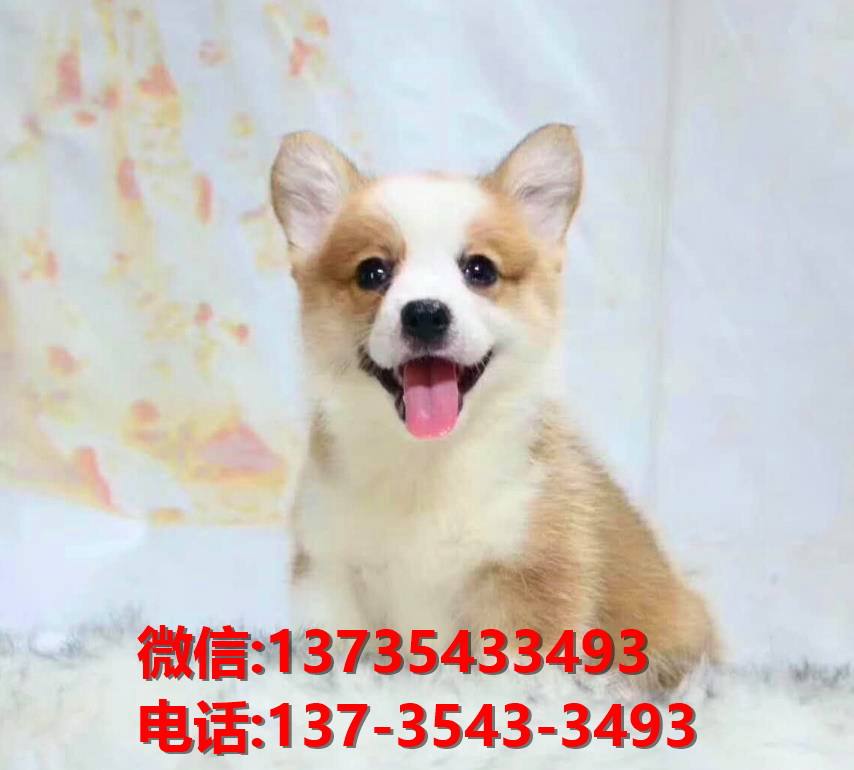 怀化犬舍宠物狗出售纯种柯基犬网上卖狗买狗网