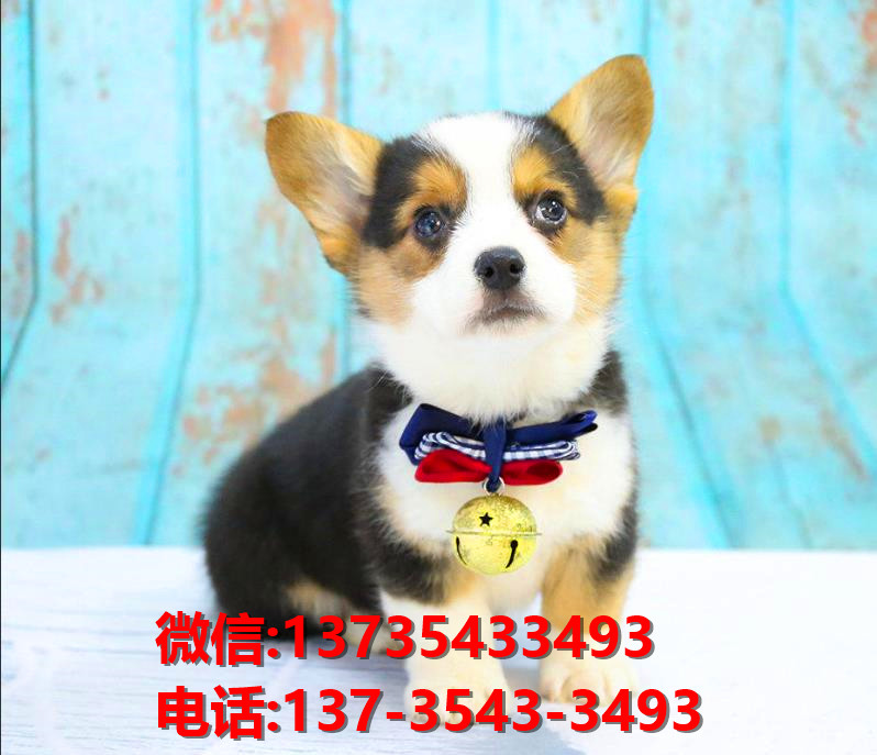 驻马店宠物狗犬舍出售纯种柯基犬卖狗买狗地方