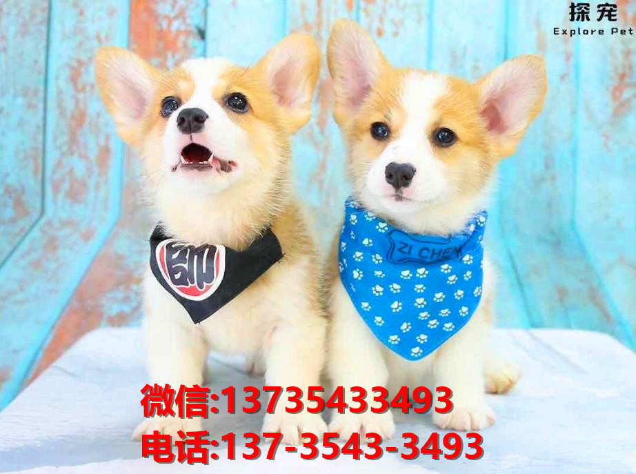 汕尾宠物狗犬舍出售纯种双色柯基犬网上卖狗买