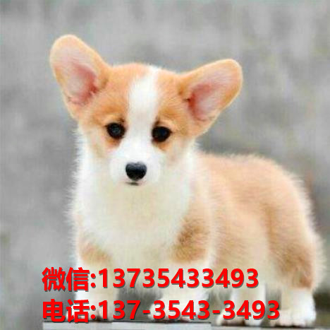 珠海犬舍深圳宠物狗狗领养纯种柯基犬卖狗买狗