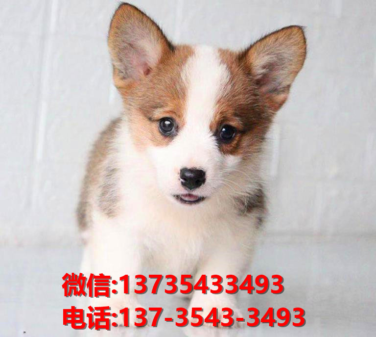 漯河宠物狗犬舍出售纯种柯基犬网上买狗卖狗地方在哪有狗市场