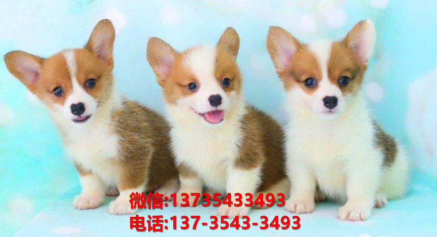 长沙宠物狗犬舍出售纯种柯基犬网上买狗卖狗地