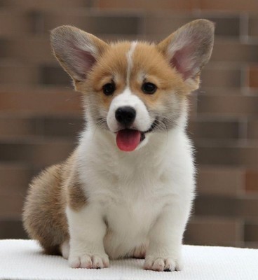 丽江买柯基华坪县买柯基 狗场小柯基出售