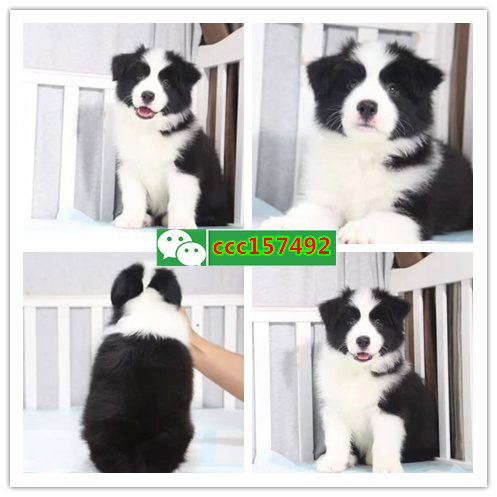 宁波市区哪里有宠物店、宁波哪里有小狗卖