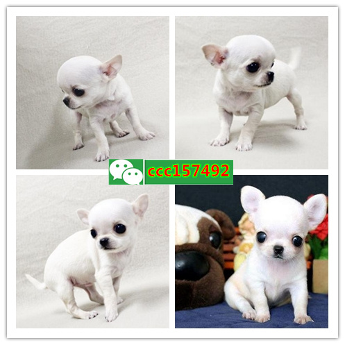 宁波市区哪里有宠物店、宁波哪里有小狗卖