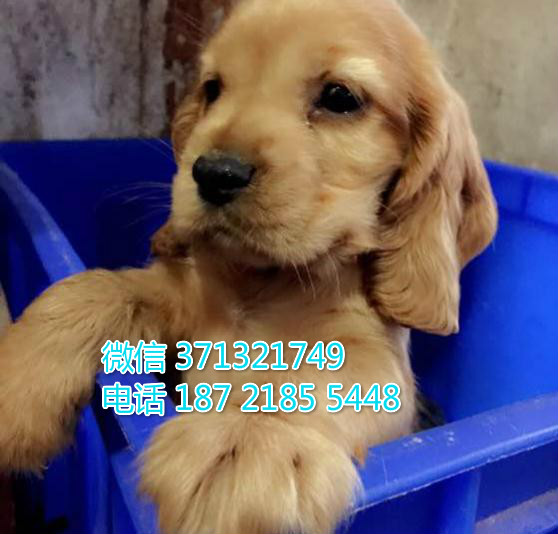 可卡犬出售纯种幼犬，小型犬，重庆本地繁殖 全国