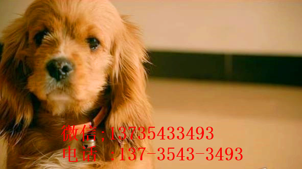 长春宠物狗狗犬舍出售纯种可卡幼犬 买狗卖狗领养狗狗