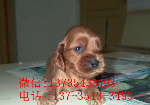 北京宠物狗狗犬舍出售纯种可卡幼犬 买狗卖狗领养狗狗