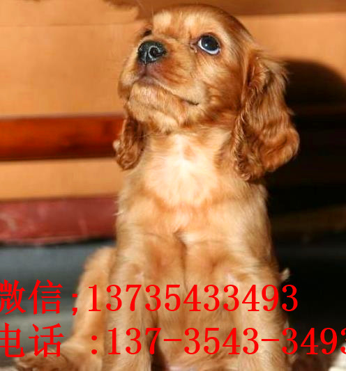 福州宠物狗狗犬舍出售纯种可卡幼犬 买狗卖狗领养狗狗