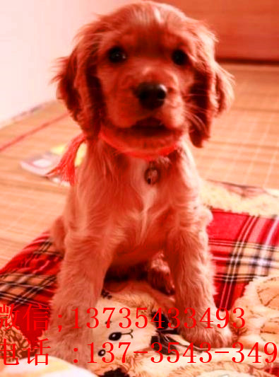 长春宠物狗狗犬舍出售纯种可卡幼犬 买狗卖狗领养狗狗