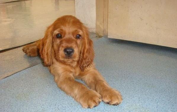 北京宠物狗狗犬舍出售纯种可卡幼犬 买狗卖狗