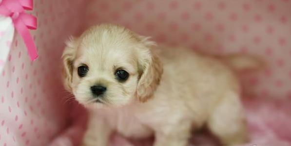 无锡宠物狗狗犬舍出售纯种可卡幼犬 买狗卖狗