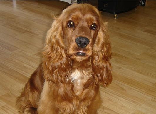 宁波宠物狗狗犬舍出售纯种可卡幼犬 买狗卖狗