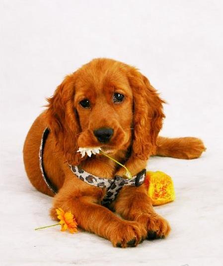 石家庄宠物狗狗犬舍出售纯种可卡幼犬 买狗卖