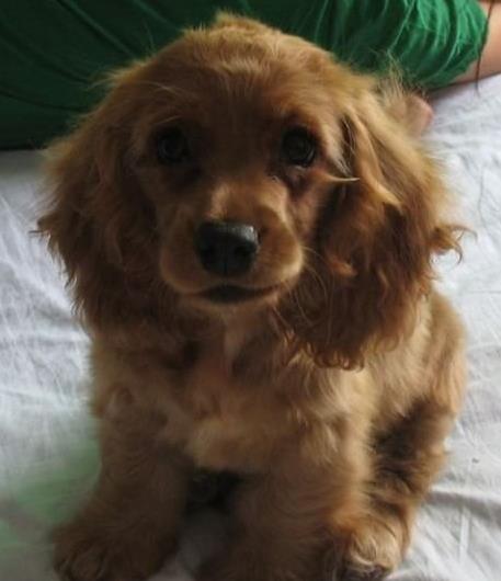 厦门宠物狗狗犬舍出售纯种可卡幼犬 买狗卖狗