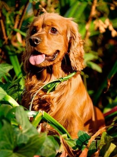 大连宠物狗狗犬舍出售纯种可卡幼犬 买狗卖狗