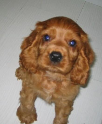 福州宠物狗狗犬舍出售纯种可卡幼犬 买狗卖狗