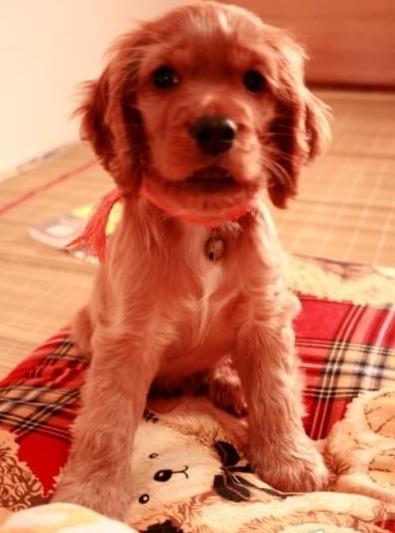 长春宠物狗狗犬舍出售纯种可卡幼犬 买狗卖狗