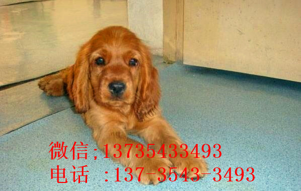 北京宠物狗狗犬舍出售纯种可卡幼犬 买狗卖狗领养狗狗