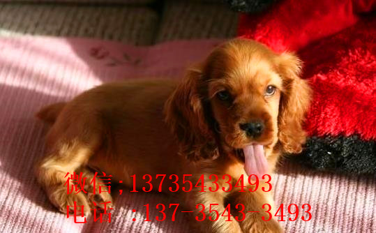 石家庄宠物狗狗犬舍出售纯种可卡幼犬 买狗卖狗领养狗狗