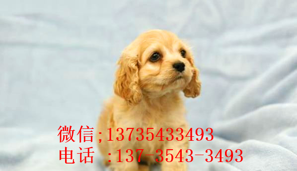 南京宠物狗狗犬舍出售纯种可卡幼犬 买狗卖狗领养狗狗