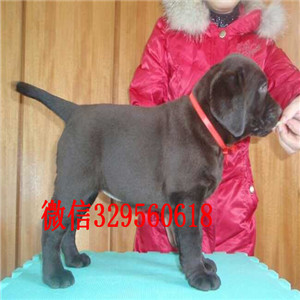 青岛出售纯种拉布拉多黑色拉布拉多家养拉布拉