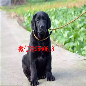 西安哪里能买到纯种拉布拉多幼犬精品拉布拉多