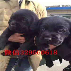 临汾哪里有卖纯种拉布拉多幼犬基地直销拉布拉