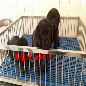 沧州哪里有卖拉布拉多黑色拉布拉多包纯种健康