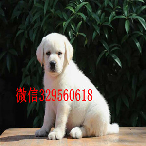 哈尔滨出售纯种赛级双血统拉布拉多拉布拉多犬