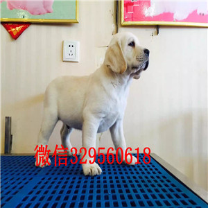 济源哪里能买到拉布拉多基地直销拉布拉多神犬