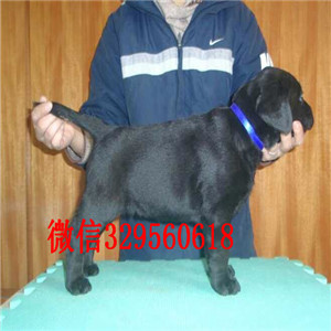 青岛出售纯种拉布拉多黑色拉布拉多家养拉布拉多出售