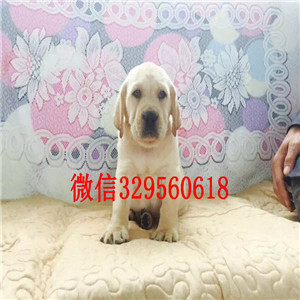 鸡西出售纯种拉布拉多黑色拉布拉多疫苗齐全