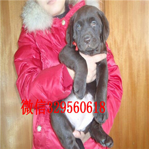 黑河出售纯种赛级双血统拉布拉多基地直销拉布