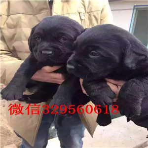 宝鸡哪里有卖赛级双血统拉布拉多精品拉布拉多