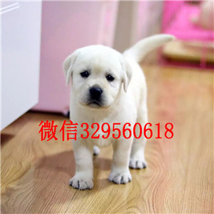 佳木斯哪里有卖拉布拉多犬 白色纯种拉布拉多