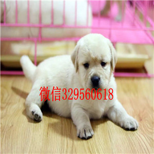 佳木斯出售纯种拉不拉多拉不拉多图片黄色拉不拉多纯种健康拉不拉多