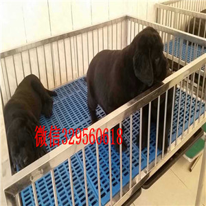 萍乡精品大骨架拉布拉多出售 奶油色拉布拉多