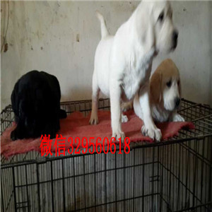 汕尾导盲犬拉布拉多包纯种保健康全国空运