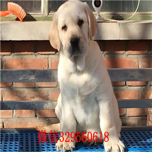 南昌拉布拉多犬出售 南昌哪里有卖纯种拉布拉