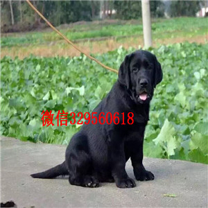 防城港纯种奶白色拉布拉多，机敏聪慧，三次疫苗两