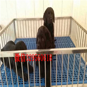 南昌出售极品冠军级拉登血系拉布拉多犬
