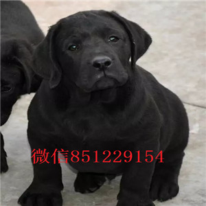 拉布拉多宝宝出售中、三针齐全保健康、讲诚信