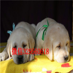 枣庄拉布拉多幼犬出售中，自家繁殖保健康