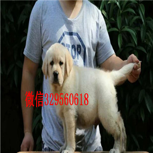九江神犬小七同款拉布拉多犬出售 拉布拉多图