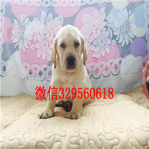 新余纯种拉布拉多犬多少钱一只白色拉布拉多黑
