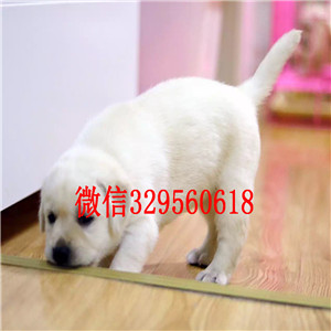 铜川正规狗场直销拉布拉多犬精品拉布拉多幼犬