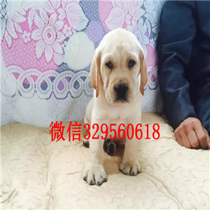 盘锦高智商温顺拉拉犬 犬舍直销健康纯种赛级