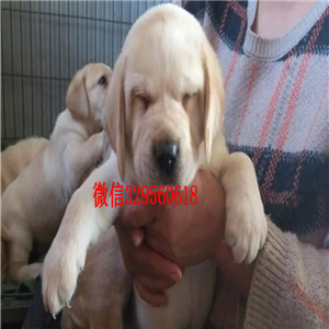 周口大头宽嘴精品纯种拉布拉多幼犬 疫苗齐全