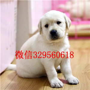 佳木斯出售黑色拉布拉多犬特价出售神犬小七拉